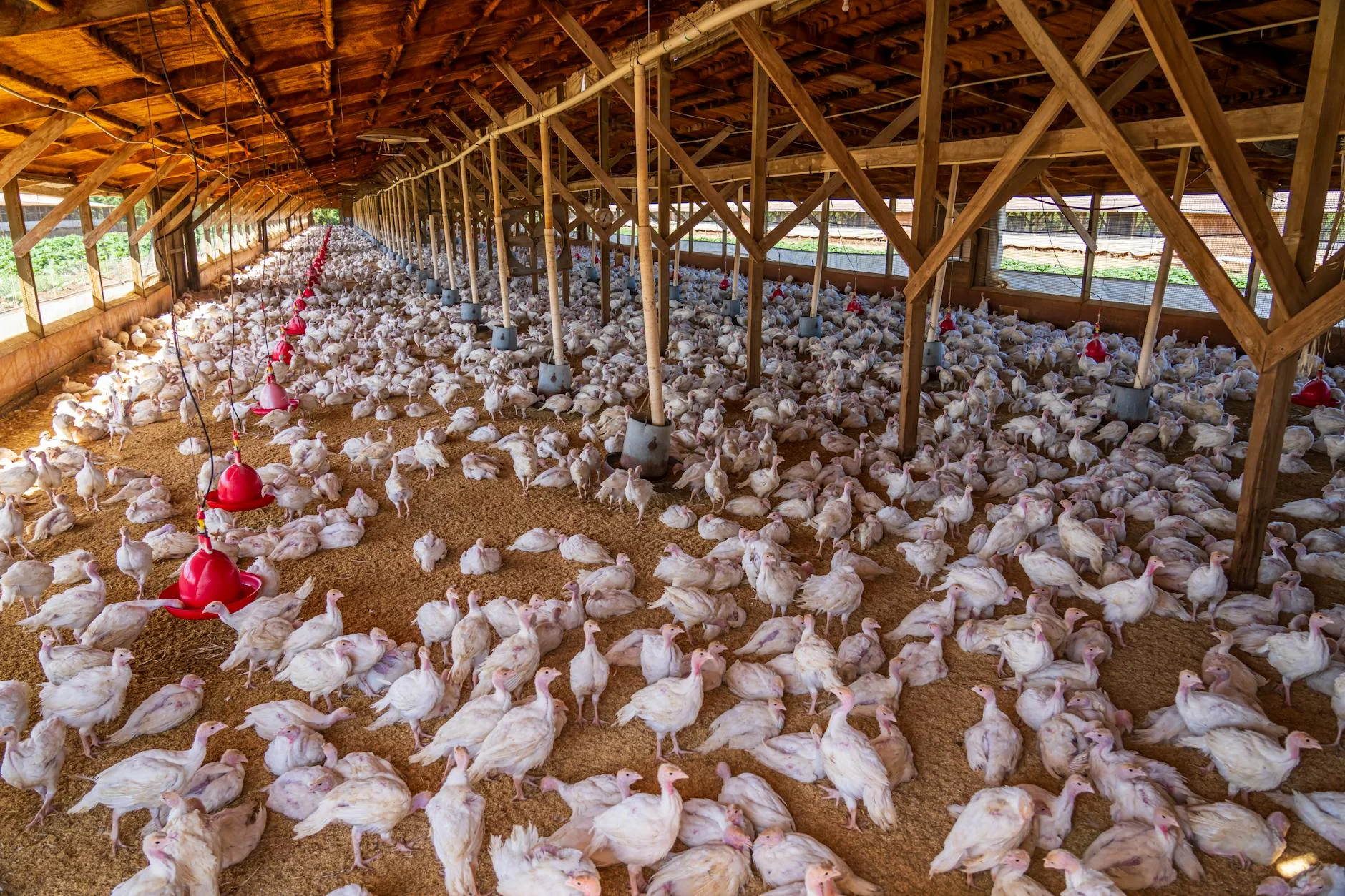 EU stopper fjerkræimport fra USA efter nye fugleinfluenzaudbrud og ...