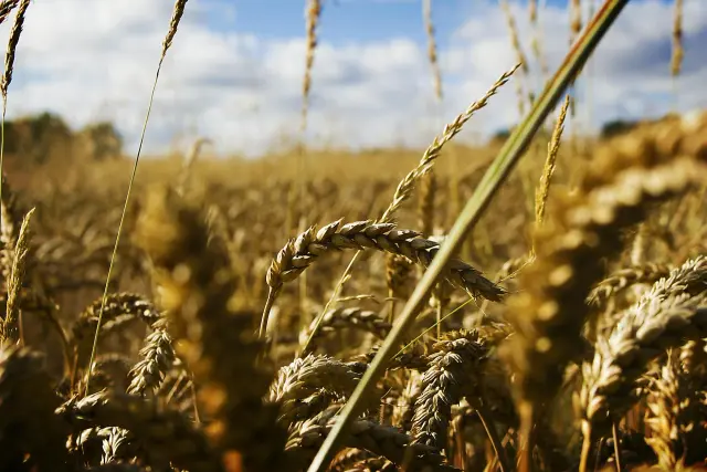 EU landbrugsreform og mediefrihed samt handel med Kina og Storbritannien