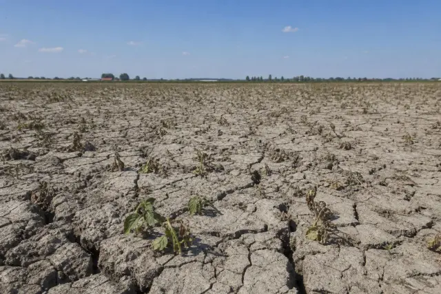 Photorealistic wide-angle photograph of a parched European agricultural field under a harsh midday sun. The foreground features deeply cracked, dry earth with sparse, wilting vegetation, emphasizing t